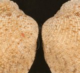 中文名:網目簾蛤(山水簾蛤)(002703-00020)學名:Periglypta reticulata _ (Linnaeus, 1758)(002703-00020)