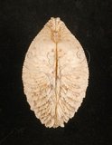 中文名:網目簾蛤(山水簾蛤)(003211-00063)學名:Periglypta reticulata _ (Linnaeus, 1758)(003211-00063)