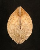 中文名:網目簾蛤(山水簾蛤)(003424-00005)學名:Periglypta reticulata _ (Linnaeus, 1758)(003424-00005)