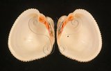 中文名:網目簾蛤(山水簾蛤)(003765-00033)學名:Periglypta reticulata _ (Linnaeus, 1758)(003765-00033)