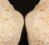 中文名:網目簾蛤(山水簾蛤)(004324-00114)學名:Periglypta reticulata _ (Linnaeus, 1758)(004324-00114)