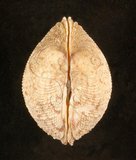 中文名:網目簾蛤(山水簾蛤)(004324-00198)學名:Periglypta reticulata _ (Linnaeus, 1758)(004324-00198)