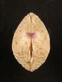 中文名:網目簾蛤(山水簾蛤)(005250-00009)學名:Periglypta reticulata _ (Linnaeus, 1758)(005250-00009)