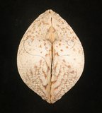 中文名:網目簾蛤(山水簾蛤)(007025-00058)學名:Periglypta reticulata _ (Linnaeus, 1758)(007025-00058)