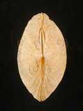 中文名:銼紋(弧)櫻蛤(002629-00013)學名:Scutarcopagia scobinata Linnaeus, 1758(002629-00013)