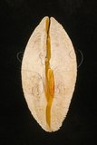 中文名:銼紋(弧)櫻蛤(003276-00080)學名:Scutarcopagia scobinata Linnaeus, 1758(003276-00080)