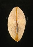 中文名:銼紋(弧)櫻蛤(003424-00022)學名:Scutarcopagia scobinata Linnaeus, 1758(003424-00022)