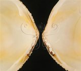 中文名:銼紋(弧)櫻蛤(004324-00104)學名:Scutarcopagia scobinata Linnaeus, 1758(004324-00104)