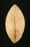 中文名:銼紋(弧)櫻蛤(004324-00129)學名:Scutarcopagia scobinata Linnaeus, 1758(004324-00129)