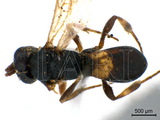 ǦW:Chelonus (Microchelonus) pectinophorae Cushman, 1931