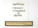 ǦW:Agathirsia cressoni Muesebeck & Walkley, 1951