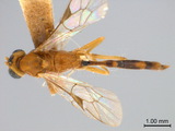 ǦW:Trathala flavoorbitalis (Cameron, 1907)