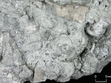 中文名:葉狀珊瑚粘結灰岩 (NMNS000162-F031290)英文名:Foliaceous Coral Boundstone(NMNS000162-F031290)