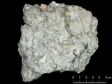 中文名:葉狀珊瑚粘結灰岩 (NMNS000162-F031290)英文名:Foliaceous Coral Boundstone(NMNS000162-F031290)