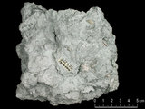 中文名:葉狀珊瑚粘結灰岩 (NMNS000162-F031290)英文名:Foliaceous Coral Boundstone(NMNS000162-F031290)