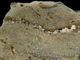 中文名:葉狀珊瑚粘結灰岩 (NMNS000566-F031648)英文名:Foliaceous Coral Boundstone(NMNS000566-F031648)