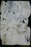 中文名:葉狀珊瑚粘結灰岩 (NMNS000566-F031650)英文名:Foliaceous Coral Boundstone(NMNS000566-F031650)