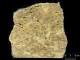 中文名:葉狀珊瑚粘結灰岩 (NMNS000566-F031650)英文名:Foliaceous Coral Boundstone(NMNS000566-F031650)