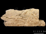 中文名:葉狀珊瑚粘結灰岩 (NMNS000673-F031844)英文名:Foliaceous Coral Boundstone(NMNS000673-F031844)