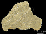 中文名:葉狀珊瑚粘結灰岩 (NMNS000673-F031845)英文名:Foliaceous Coral Boundstone(NMNS000673-F031845)