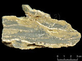 中文名:葉狀珊瑚粘結灰岩 (NMNS000673-F031882)英文名:Foliaceous Coral Boundstone(NMNS000673-F031882)