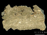 中文名:葉狀珊瑚粘結灰岩 (NMNS000673-F031889)英文名:Foliaceous Coral Boundstone(NMNS000673-F031889)