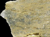 中文名:葉狀珊瑚粘結灰岩 (NMNS000673-F031891)英文名:Foliaceous Coral Boundstone(NMNS000673-F031891)