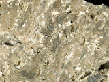 中文名:葉狀珊瑚粘結灰岩 (NMNS000673-F031917)英文名:Foliaceous Coral Boundstone(NMNS000673-F031917)