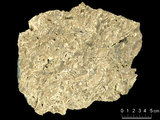 中文名:葉狀珊瑚粘結灰岩 (NMNS000673-F031917)英文名:Foliaceous Coral Boundstone(NMNS000673-F031917)