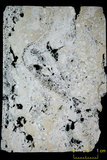 中文名:葉狀珊瑚粘結灰岩 (NMNS000673-F032102)英文名:Foliaceous Coral Boundstone(NMNS000673-F032102)