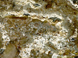中文名:葉狀珊瑚粘結灰岩 (NMNS000673-F032102)英文名:Foliaceous Coral Boundstone(NMNS000673-F032102)