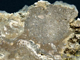 中文名:葉狀珊瑚粘結灰岩 (NMNS000673-F032102)英文名:Foliaceous Coral Boundstone(NMNS000673-F032102)