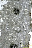 中文名:葉狀珊瑚粘結灰岩 (NMNS000675-F032151)英文名:Foliaceous Coral Boundstone(NMNS000675-F032151)