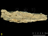 中文名:葉狀珊瑚粘結灰岩 (NMNS000675-F032151)英文名:Foliaceous Coral Boundstone(NMNS000675-F032151)