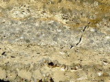 中文名:葉狀珊瑚粘結灰岩 (NMNS000675-F032154)英文名:Foliaceous Coral Boundstone(NMNS000675-F032154)