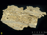 中文名:葉狀珊瑚粘結灰岩 (NMNS000675-F032154)英文名:Foliaceous Coral Boundstone(NMNS000675-F032154)