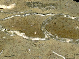 中文名:葉狀珊瑚粘結灰岩 (NMNS000675-F032168)英文名:Foliaceous Coral Boundstone(NMNS000675-F032168)