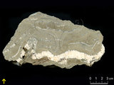 中文名:葉狀珊瑚粘結灰岩 (NMNS000675-F032168)英文名:Foliaceous Coral Boundstone(NMNS000675-F032168)