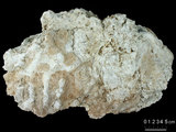 中文名:葉狀珊瑚粘結灰岩 (NMNS000675-F032175)英文名:Foliaceous Coral Boundstone(NMNS000675-F032175)