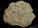 中文名:葉狀珊瑚粘結灰岩 (NMNS000675-F032219)英文名:Foliaceous Coral Boundstone(NMNS000675-F032219)