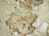 中文名:葉狀珊瑚粘結灰岩 (NMNS000675-F032309)英文名:Foliaceous Coral Boundstone(NMNS000675-F032309)