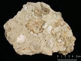 中文名:葉狀珊瑚粘結灰岩 (NMNS000675-F032309)英文名:Foliaceous Coral Boundstone(NMNS000675-F032309)