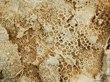 中文名:葉狀珊瑚粘結灰岩 (NMNS000675-F032339)英文名:Foliaceous Coral Boundstone(NMNS000675-F032339)