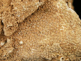 中文名:葉狀珊瑚粘結灰岩 (NMNS000675-F032339)英文名:Foliaceous Coral Boundstone(NMNS000675-F032339)