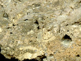 中文名:葉狀珊瑚粘結灰岩 (NMNS000675-F032367)英文名:Foliaceous Coral Boundstone(NMNS000675-F032367)