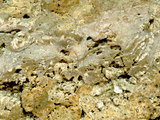 中文名:葉狀珊瑚粘結灰岩 (NMNS000675-F032367)英文名:Foliaceous Coral Boundstone(NMNS000675-F032367)