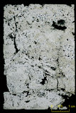 中文名:葉狀珊瑚粘結灰岩 (NMNS000675-F032368)英文名:Foliaceous Coral Boundstone(NMNS000675-F032368)