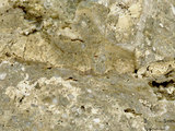 中文名:葉狀珊瑚粘結灰岩 (NMNS000675-F032368)英文名:Foliaceous Coral Boundstone(NMNS000675-F032368)