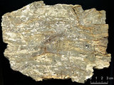中文名:葉狀珊瑚粘結灰岩 (NMNS000675-F032373)英文名:Foliaceous Coral Boundstone(NMNS000675-F032373)