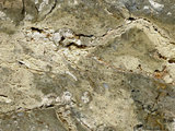 中文名:葉狀珊瑚粘結灰岩 (NMNS000675-F032373)英文名:Foliaceous Coral Boundstone(NMNS000675-F032373)